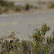 Alouette des champs en Camargue